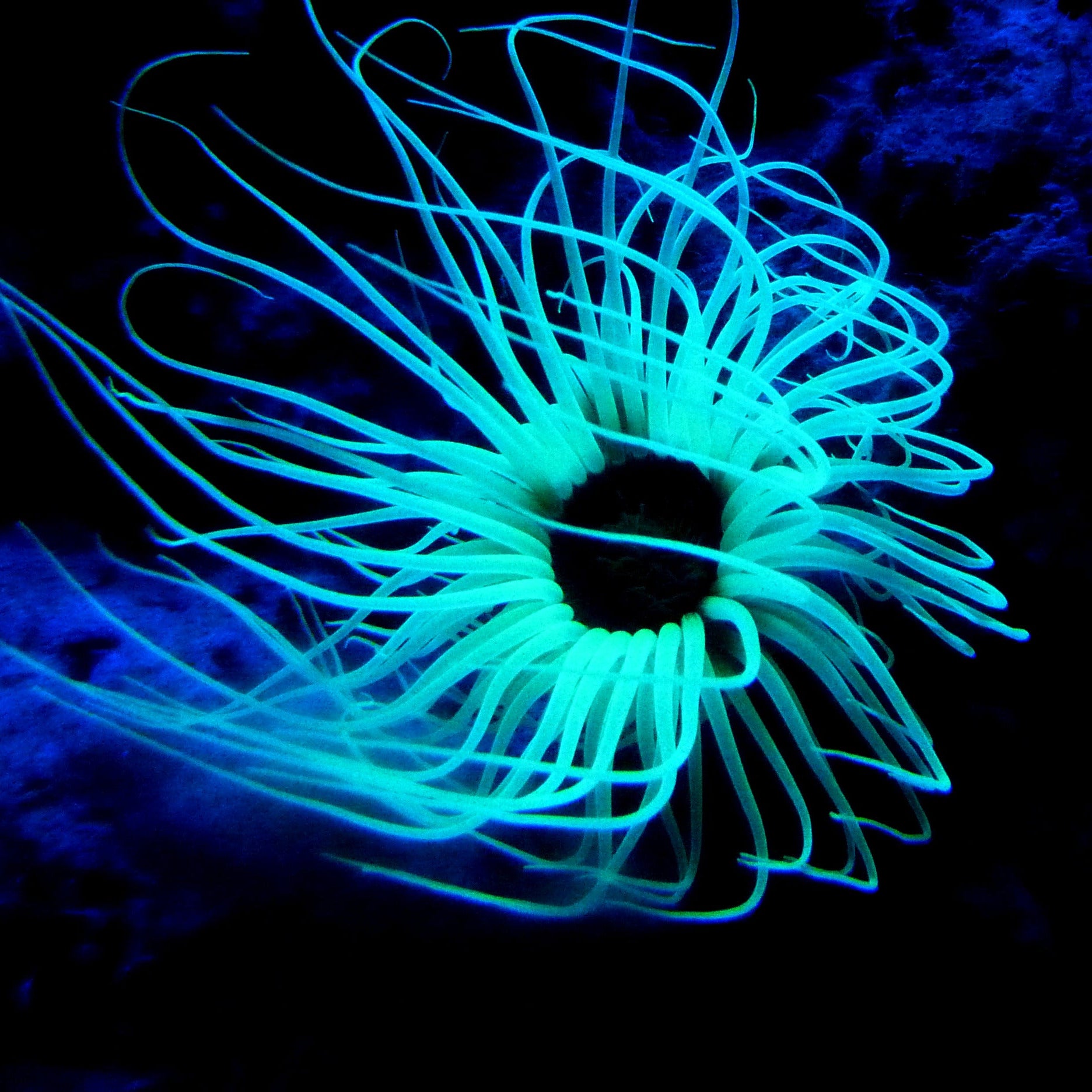 Magnets Anemone