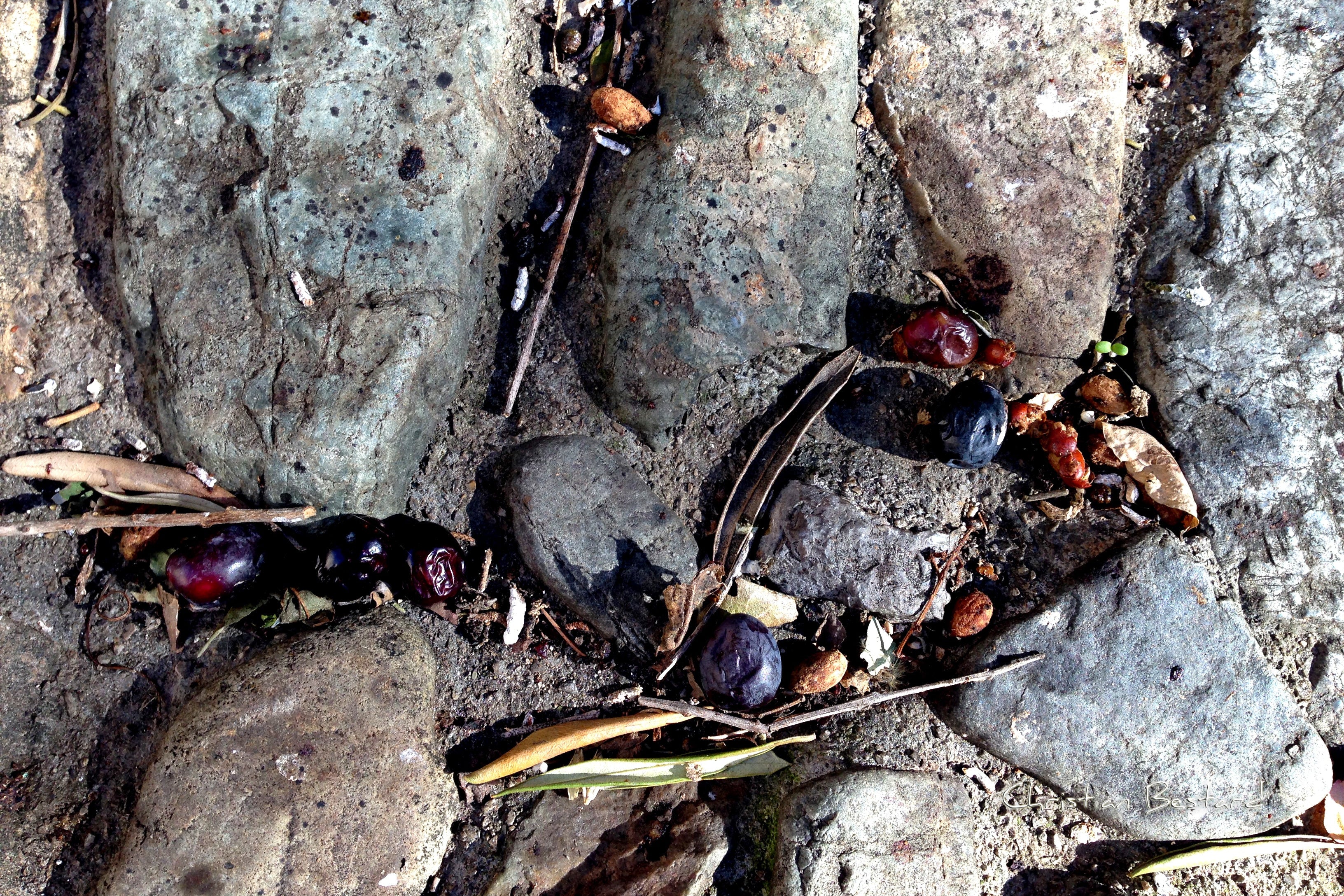 Poster photo  Olives et cailloux