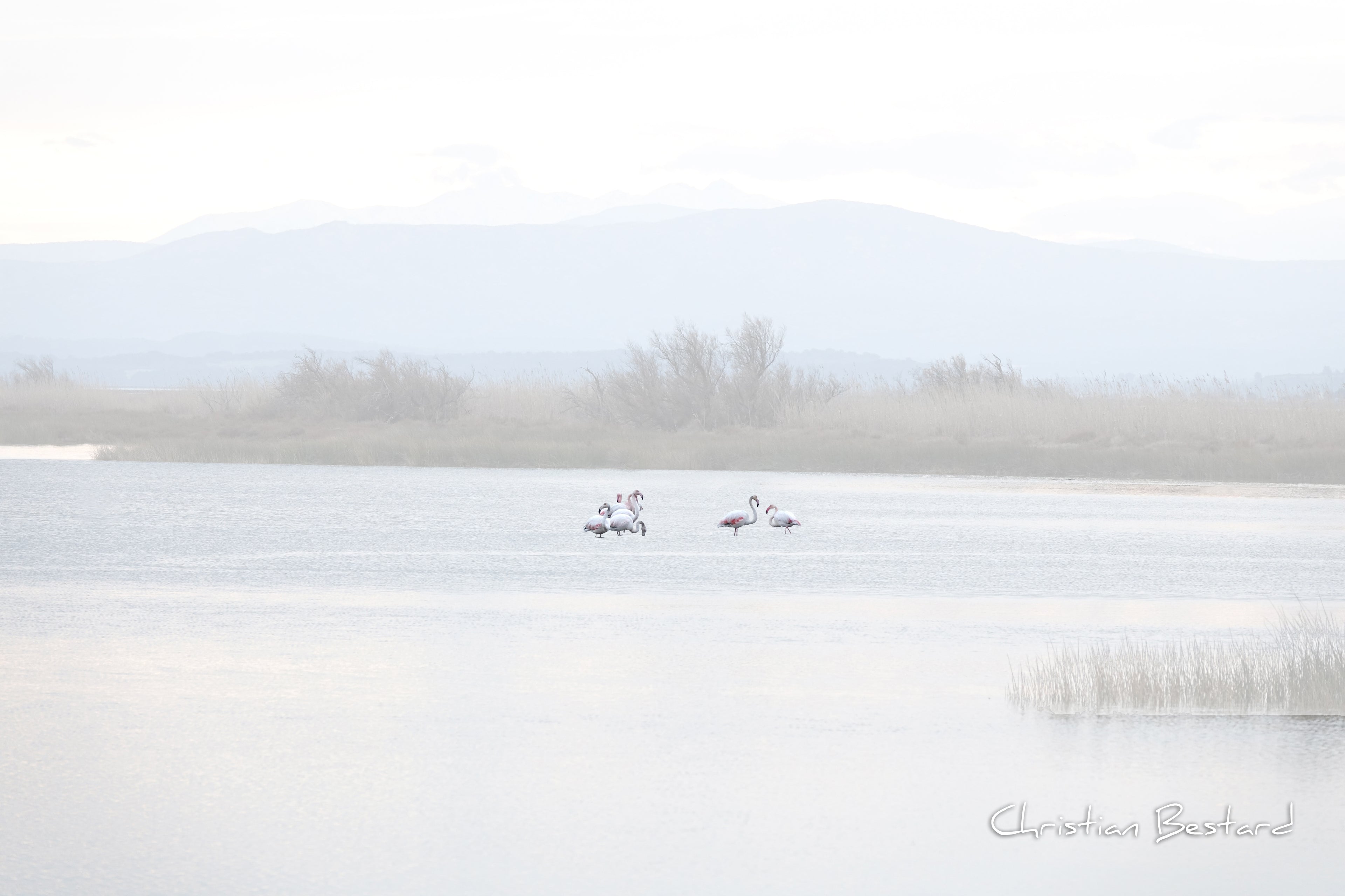 Impression photo Les flamants