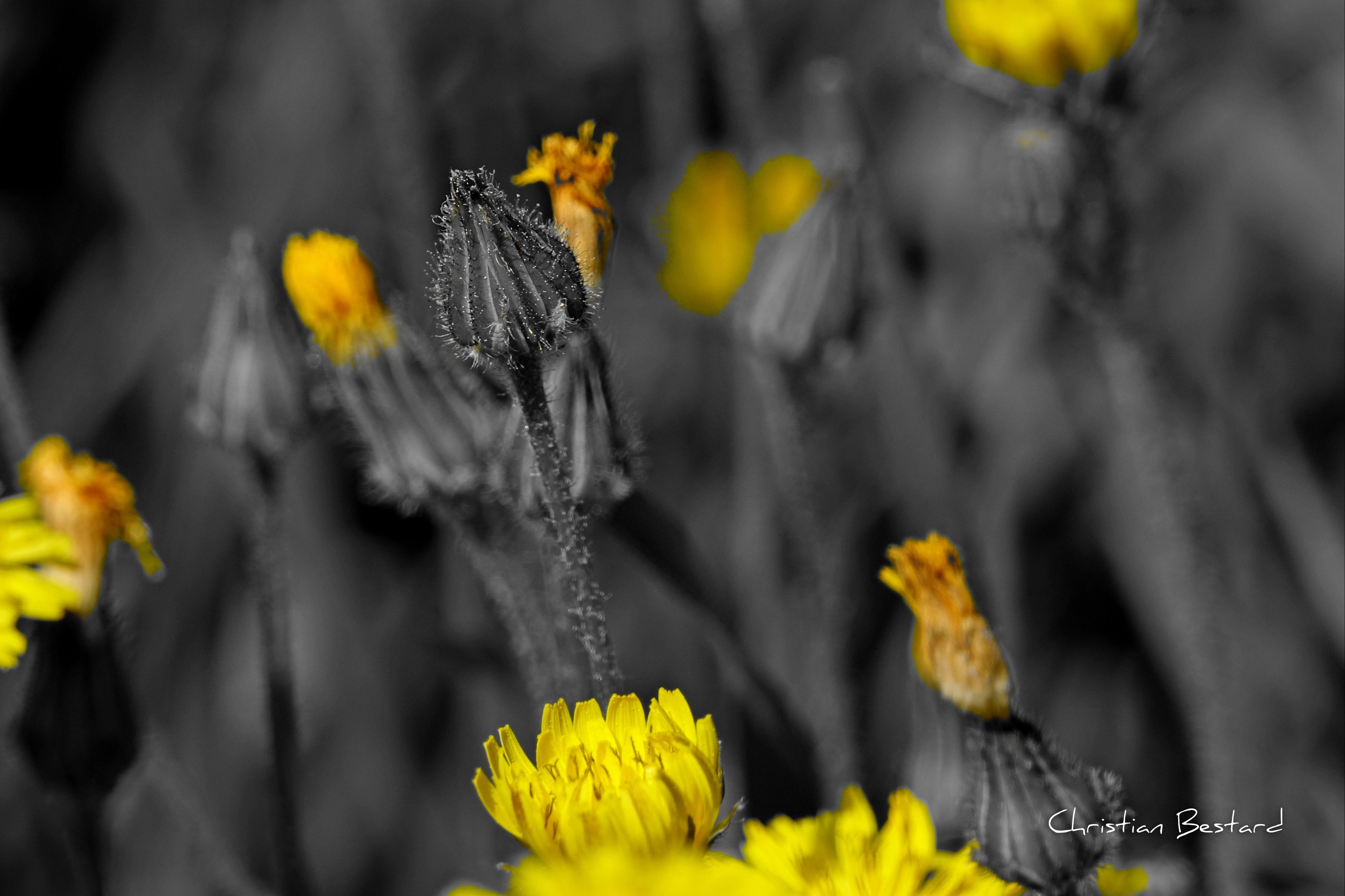 Impression photo  Bourgeons de fleurs